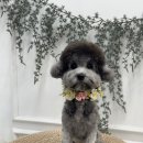 다듬, 강아지미용실 이미지