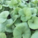 기운농장 이미지