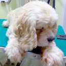 퍼피투게더 이미지