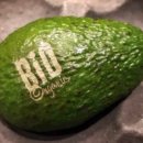 라파 팜 이미지