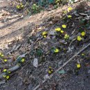봄의 전령사ㅡ영원한 행복의 노오란 복수초 이미지