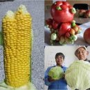 혹불이 영감 이미지