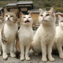 고양이 마을 이미지