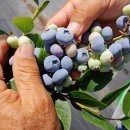 화남농원 이미지