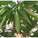 은사목장 이미지