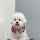 러브썸퍼피