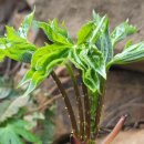 엄나무골농장 이미지