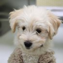 화성 | 반려마루 화성 강아지 봉사 후기-2025년 11월