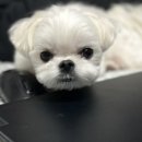 쁘띠프랜 이미지