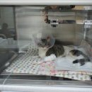 미리내동물병원 이미지