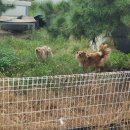 PC방 가는길(기존: 지투존) | 2025.10 둘째 주 - 까치 까치 추석은 이번 주 였어요