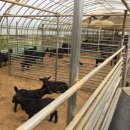 대신종축 이미지