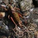 ﻿#영화-감상-후기 ＜연가시(스포일러포함)＞ 이미지