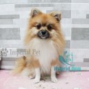 임피리얼펫 이미지