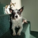 페테리안동물병원 | 똥고양이 호순이 고양이 곰팡이 링웜 치료 후기