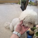 장미1길 | 시흥 샤인플랜트 공방 후기｜똥손도 장미를 만든다! 시들지 않는 캔들 꽃 만들기