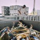 이탈리아, 불태우던 '침입자 꽃게' 수출로 수익 폭증 이미지