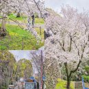 세븐일레븐 김포신곡공원점 | 일본 4월 후쿠오카 여행 벚꽃명소 관광지 마이즈루공원