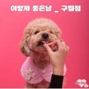 이렇게 좋은날 | 인천 반려동물 증명사진 스튜디오 이렇게좋은날 구월점 솔직후기