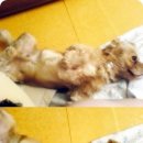 똥강쥐 Daum카페
