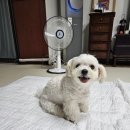 정말귀엽개 이미지