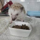 동물보육원 대전서구갈마지부 이미지