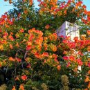 종달리수국길 이미지