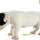 나루 동물병원 이미지