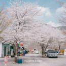 (주)메가마트 후레쉬마켓 방이점 | 경주 산내별빛오토캠핑장 벚꽃캠핑 다녀왔어요