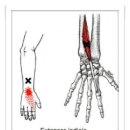 Extensor Digitorum (지신근) 이미지