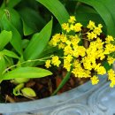 환타지아 이미지