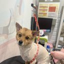 마이뷰티독 이마트 월계점 이미지