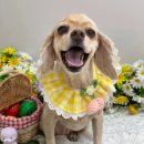 뉴데이 반려견 미용실 이미지