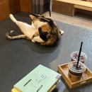 다락방고양이 이미지