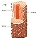 바디페이스 이미지