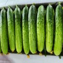 한씨네농산물님의 GAP 백다다기오이 50% 맛보기 당첨자 이미지