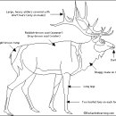 엘크 사슴에 대한 바른 이해 이미지