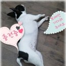 뜨란 멍＆냥 이미지