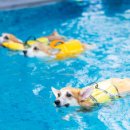 대성애견 이미지