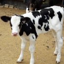 순영목장 이미지