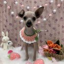 펫글타운 이미지