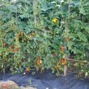 아로니아민박 이미지