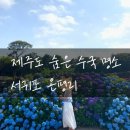 온평보건진료소 | 2022 제주여행 다시보기 3탄_숨은 수국 명소 서귀포 온평리+메밀꽃밭