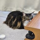 고양이 미용실 방울선생 이미지