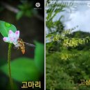 정원야생화 이미지