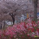 봄날 동래 온천천 축제 이미지