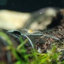 허숙희네 이미지