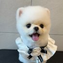 김해애견미용 맘바이 강아지 미용실 이미지