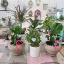 하트니플라워아트 이미지