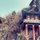 명품 벚꽃 길 이미지